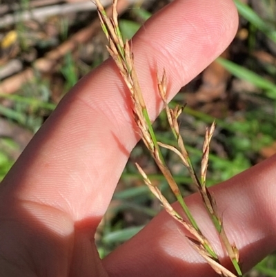 Lepidosperma laterale (Variable Sword Sedge) at Robertson - 3 Mar 2024 by Tapirlord