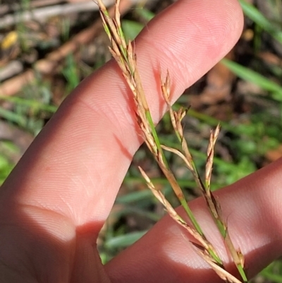 Lepidosperma laterale (Variable Sword Sedge) at Robertson - 2 Mar 2024 by Tapirlord