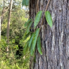 Parsonsia straminea (Common Silkpod) at Robertson - 2 Mar 2024 by Tapirlord