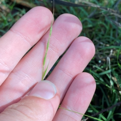 Microlaena stipoides (Weeping Grass) at Robertson - 2 Mar 2024 by Tapirlord