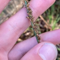 Carex appressa (Tall Sedge) at Robertson - 3 Mar 2024 by Tapirlord