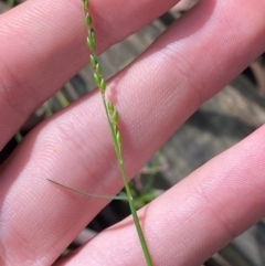 Entolasia stricta (Wiry Panic) at Robertson - 2 Mar 2024 by Tapirlord