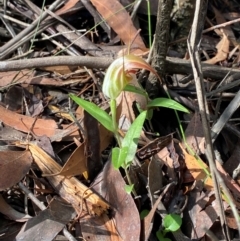 Pterostylis pulchella (Waterfall Greenhood) at Robertson - 2 Mar 2024 by Tapirlord