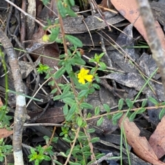 Hibbertia empetrifolia subsp. empetrifolia at Robertson - 2 Mar 2024 by Tapirlord