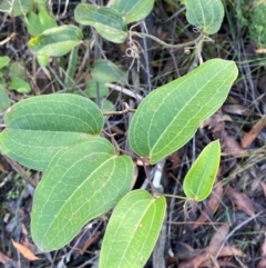 Smilax australis (Barbed-Wire Vine) at Robertson - 2 Mar 2024 by Tapirlord