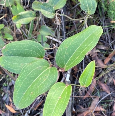 Smilax australis (Barbed-Wire Vine) at Robertson - 3 Mar 2024 by Tapirlord