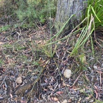 Xanthorrhoea concava (Grass Tree) at Robertson - 2 Mar 2024 by Tapirlord