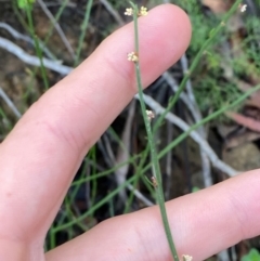 Amperea xiphoclada var. xiphoclada (Broom Spurge) at Robertson - 2 Mar 2024 by Tapirlord