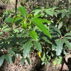 Pittosporum undulatum (Sweet Pittosporum) at Robertson - 2 Mar 2024 by Tapirlord