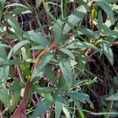 Leucopogon affinis (Lance Beard-heath) at Morton National Park - 2 Mar 2024 by Tapirlord