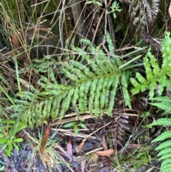 Blechnum minus (Soft Water Fern) at Morton National Park - 2 Mar 2024 by Tapirlord