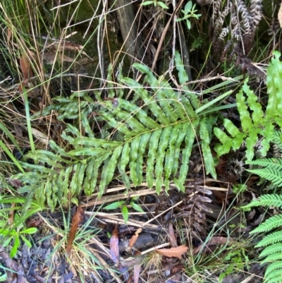 Blechnum minus (Soft Water Fern) at Morton National Park - 2 Mar 2024 by Tapirlord