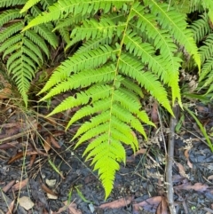 Cyathea australis subsp. australis (Rough Tree Fern) at Morton National Park - 2 Mar 2024 by Tapirlord