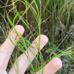 Caustis flexuosa (Curly Wigs) at Morton National Park - 2 Mar 2024 by Tapirlord