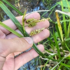 Carex fascicularis (Tassel Sedge) at Morton National Park - 2 Mar 2024 by Tapirlord