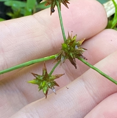 Juncus prismatocarpus (Branching Rush) at Morton National Park - 2 Mar 2024 by Tapirlord