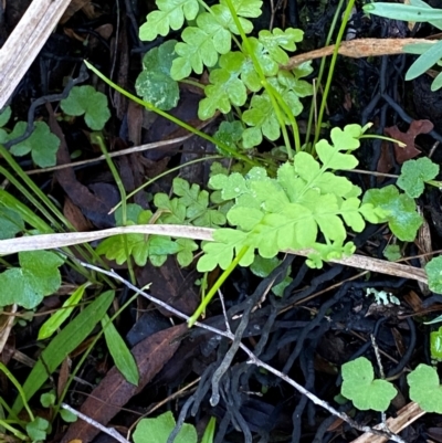 Histiopteris incisa (Bat's-Wing Fern) at Robertson - 2 Mar 2024 by Tapirlord