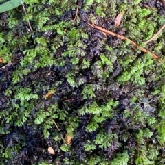 Hymenophyllum cupressiforme (Common Filmy Fern) at Morton National Park - 2 Mar 2024 by Tapirlord