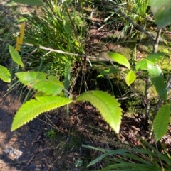 Callicoma serratifolia (Black Wattle, Butterwood, Tdgerruing) at Morton National Park - 2 Mar 2024 by Tapirlord