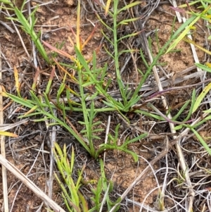 Calotis anthemoides at Jerrabomberra Grassland - 27 Feb 2024