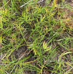 Calotis anthemoides at Jerrabomberra Grassland - 27 Feb 2024