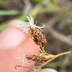 Fimbristylis dichotoma (A Sedge) at Hume, ACT - 27 Feb 2024 by Tapirlord