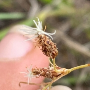 Fimbristylis dichotoma at Jerrabomberra Grassland - 27 Feb 2024