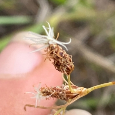 Fimbristylis dichotoma (A Sedge) at Jerrabomberra Grassland - 27 Feb 2024 by Tapirlord