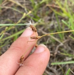 Fimbristylis dichotoma at Jerrabomberra Grassland - 27 Feb 2024 01:14 PM