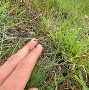 Fimbristylis dichotoma at Jerrabomberra Grassland - 27 Feb 2024 01:14 PM