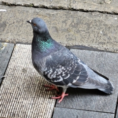 Columba livia (Rock Dove (Feral Pigeon)) at Sydney, NSW - 4 May 2024 by MatthewFrawley