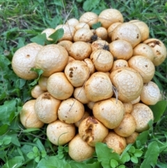 Gymnopilus junonius (Spectacular Rustgill) at Higgins, ACT - 4 May 2024 by Jillw