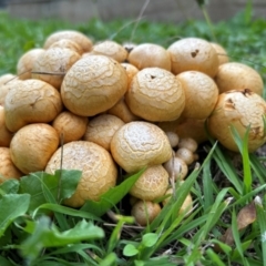 Gymnopilus junonius at Higgins, ACT - 4 May 2024