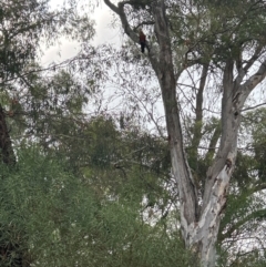 Alisterus scapularis (Australian King-Parrot) at Cook, ACT - 24 Mar 2024 by Jillw