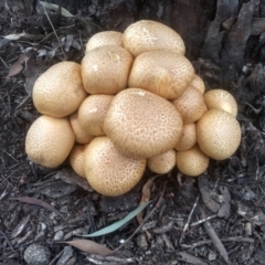 Gymnopilus junonius (Spectacular Rustgill) at Cooma, NSW - 4 May 2024 by mahargiani