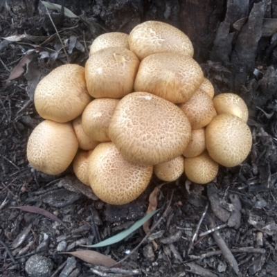 Gymnopilus junonius (Spectacular Rustgill) at Cooma, NSW - 4 May 2024 by mahargiani