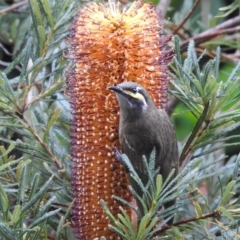 Caligavis chrysops (Yellow-faced Honeyeater) at Wingecarribee Local Government Area - 3 May 2024 by GlossyGal