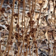 Unidentified Rush, Sedge or Mat Rush at Flinders Ranges, SA - 4 May 2024 by Mike