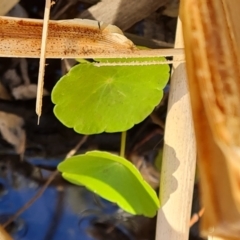 Unidentified Other Wildflower or Herb at Flinders Ranges, SA - 4 May 2024 by Mike