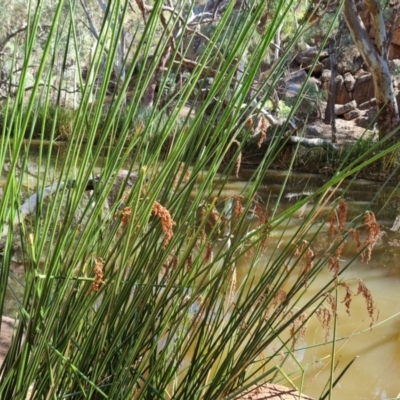 Machaerina articulata (Jointed Twig-rush) at Ikara-Flinders Ranges National Park - 4 May 2024 by Mike