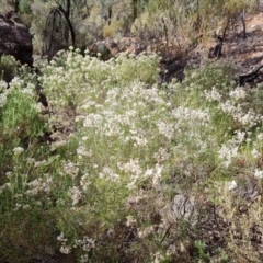 Unidentified Daisy at Flinders Ranges, SA - 4 May 2024 by Mike