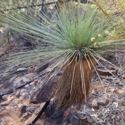 Xanthorrhoea quadrangulata (Yacka) at Ikara-Flinders Ranges National Park - 4 May 2024 by Mike