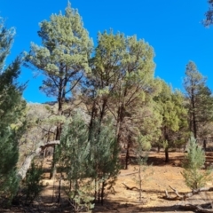 Callitris glaucophylla (White Cypress Pine) at Ikara-Flinders Ranges National Park - 4 May 2024 by Mike