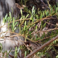 Bursaria spinosa (Native Blackthorn, Sweet Bursaria) at Ikara-Flinders Ranges National Park - 4 May 2024 by Mike