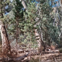 Callitris glaucophylla (White Cypress Pine) at Ikara-Flinders Ranges National Park - 4 May 2024 by Mike