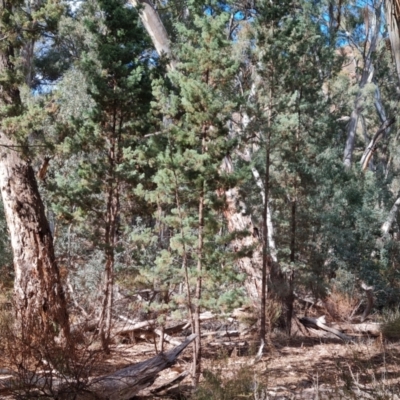 Unidentified Other Tree at Flinders Ranges, SA - 4 May 2024 by Mike