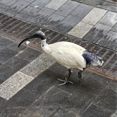 Threskiornis molucca (Australian White Ibis) at Sydney, NSW - 3 May 2024 by MatthewFrawley