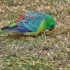 Psephotus haematonotus (Red-rumped Parrot) at Kambah, ACT - 4 May 2024 by MatthewFrawley