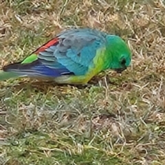 Psephotus haematonotus (Red-rumped Parrot) at Kambah, ACT - 4 May 2024 by MatthewFrawley