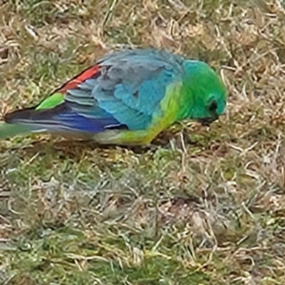 Psephotus haematonotus (Red-rumped Parrot) at Kambah, ACT - 4 May 2024 by MatthewFrawley